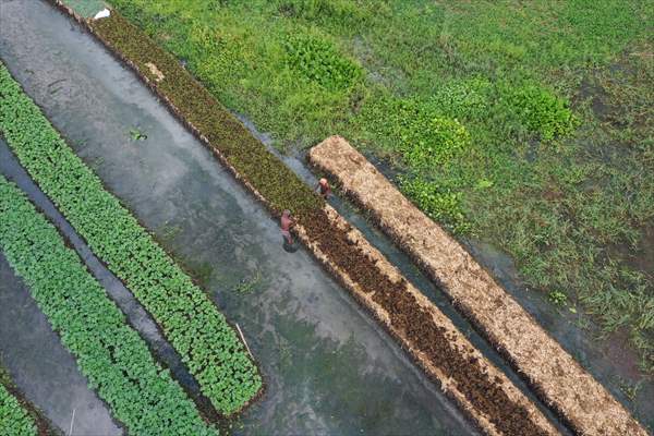Floating Vegetable Garden: Adapting Climate Change