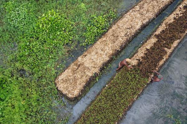 Floating Vegetable Garden: Adapting Climate Change