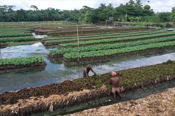 Floating Vegetable Garden: Adapting Climate Change