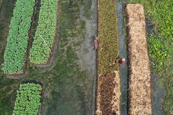Floating Vegetable Garden: Adapting Climate Change