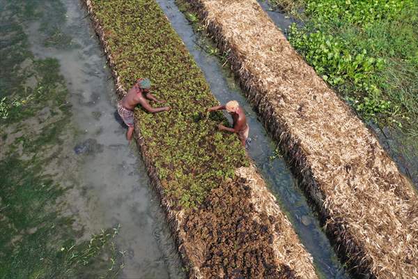 Floating Vegetable Garden: Adapting Climate Change