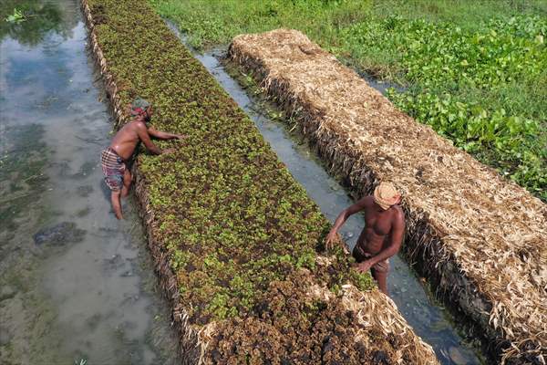 Floating Vegetable Garden: Adapting Climate Change