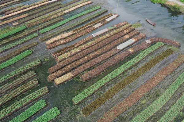 Floating Vegetable Garden: Adapting Climate Change