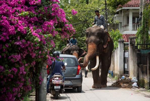 Captive Elephants In India