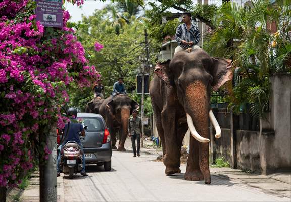 Captive Elephants In India