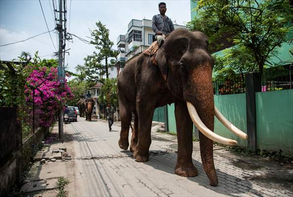 Captive Elephants In India