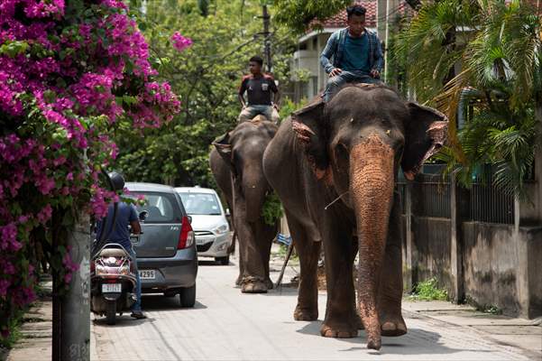 Captive Elephants In India