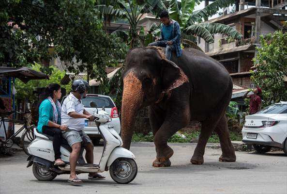 Captive Elephants In India