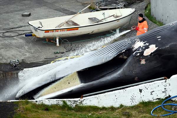 Whaling station in the village of Midsandur, Iceland