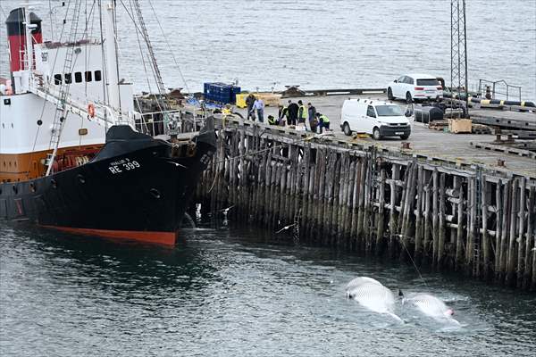 Whaling station in the village of Midsandur, Iceland