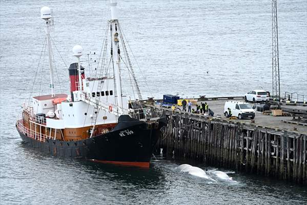 Whaling station in the village of Midsandur, Iceland