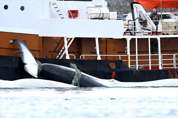 Whaling station in the village of Midsandur, Iceland