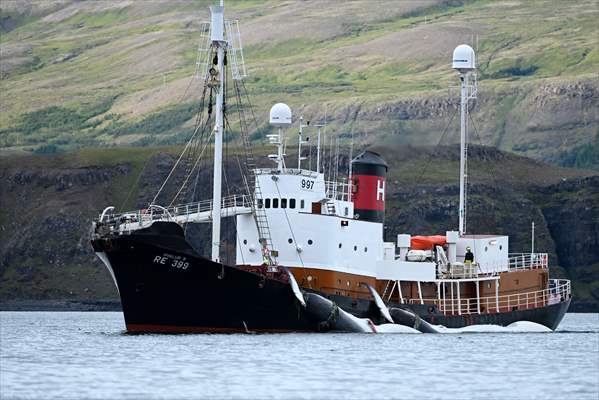 Whaling station in the village of Midsandur, Iceland