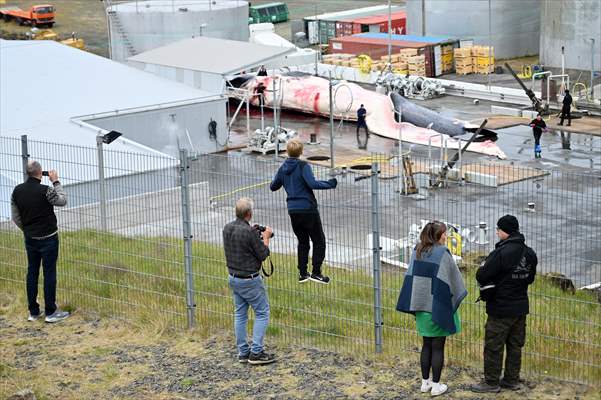 Whaling station in the village of Midsandur, Iceland