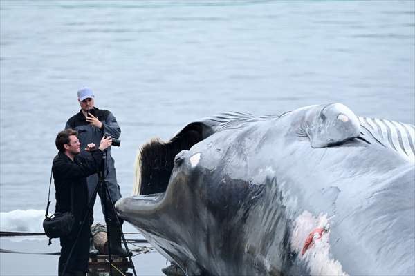 Whaling station in the village of Midsandur, Iceland