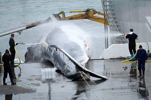 Whaling station in the village of Midsandur, Iceland