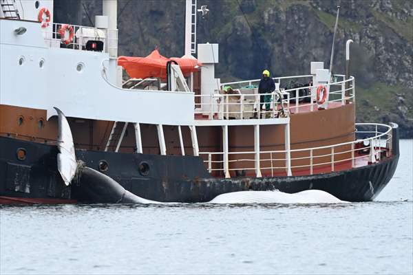 Whaling station in the village of Midsandur, Iceland