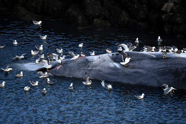 Whaling station in the village of Midsandur, Iceland