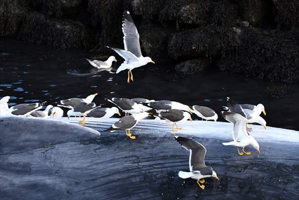 Whaling station in the village of Midsandur, Iceland