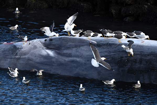 Whaling station in the village of Midsandur, Iceland