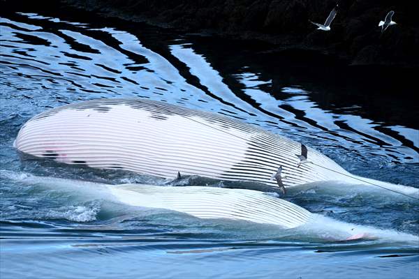 Whaling station in the village of Midsandur, Iceland