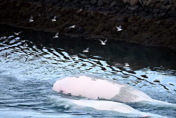 Whaling station in the village of Midsandur, Iceland