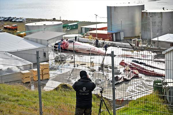 Whaling station in the village of Midsandur, Iceland