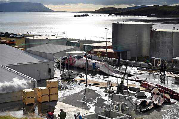 Whaling station in the village of Midsandur, Iceland