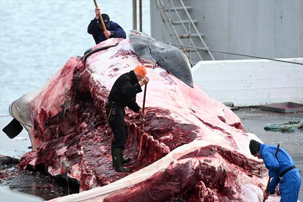 Whaling station in the village of Midsandur, Iceland