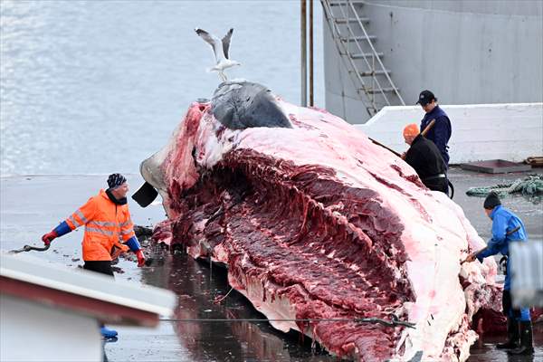 Whaling station in the village of Midsandur, Iceland