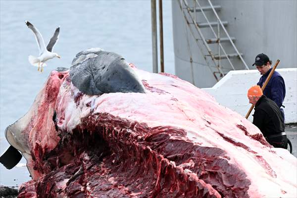 Whaling station in the village of Midsandur, Iceland