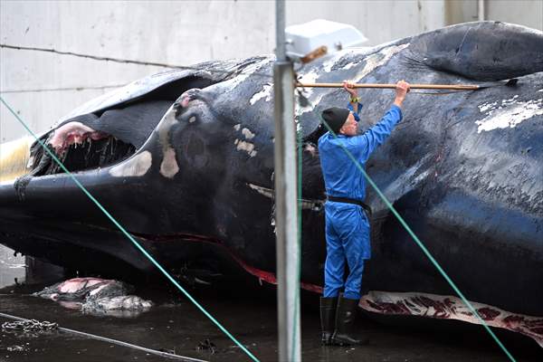 Whaling station in the village of Midsandur, Iceland