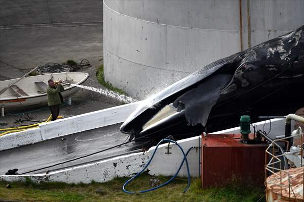 Whaling station in the village of Midsandur, Iceland