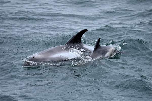 Whale watching in Fjallabak Nature Reserve