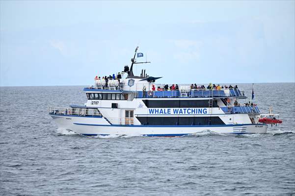 Whale watching in Fjallabak Nature Reserve