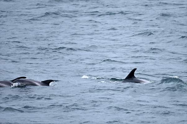 Whale watching in Fjallabak Nature Reserve