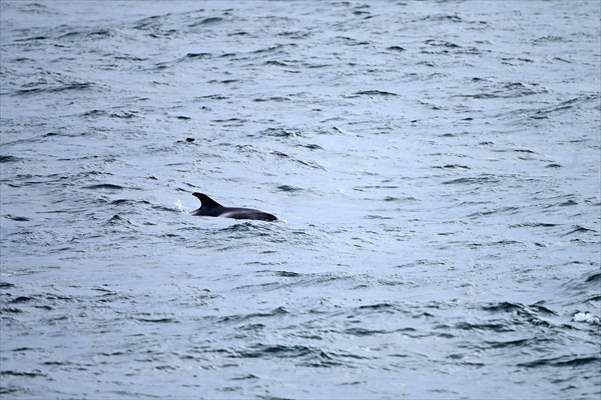 Whale watching in Fjallabak Nature Reserve