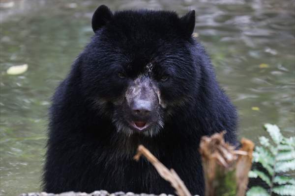 Senda Verde wildlife sanctuary in Bolivia