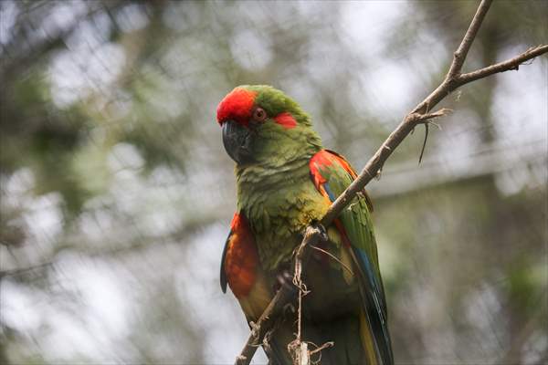 Senda Verde wildlife sanctuary in Bolivia