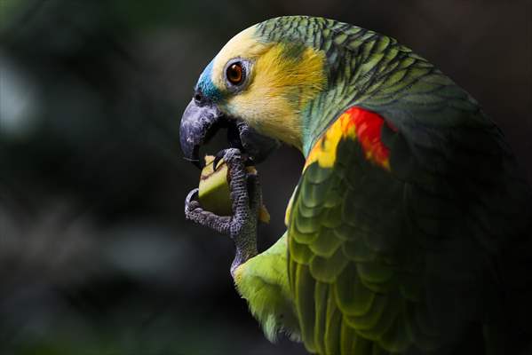 Senda Verde wildlife sanctuary in Bolivia