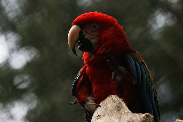 Senda Verde wildlife sanctuary in Bolivia