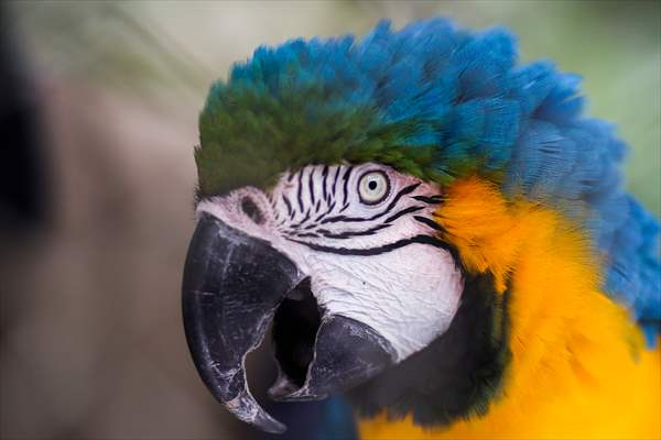 Senda Verde wildlife sanctuary in Bolivia