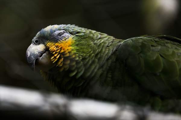 Senda Verde wildlife sanctuary in Bolivia