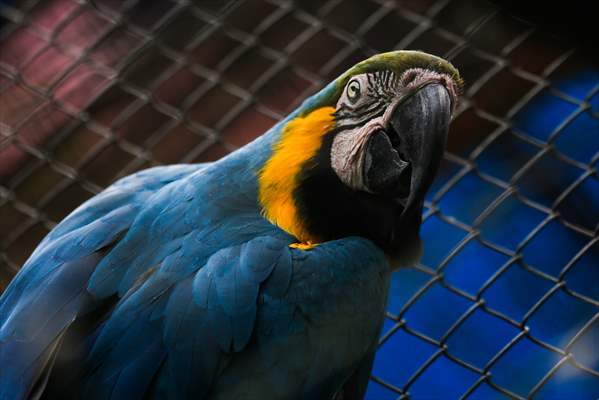 Senda Verde wildlife sanctuary in Bolivia