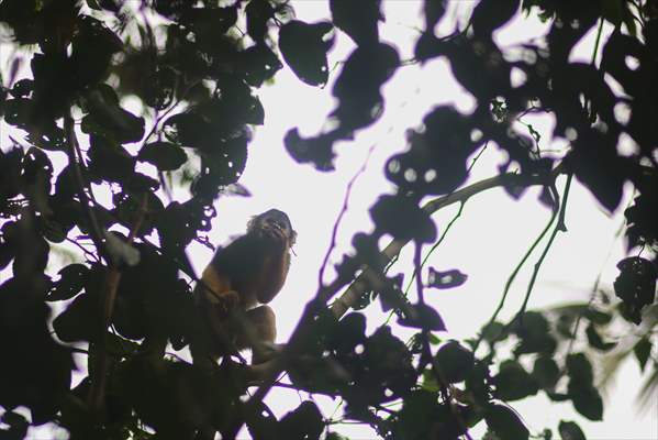 Senda Verde wildlife sanctuary in Bolivia