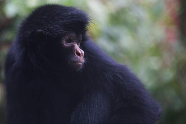 Senda Verde wildlife sanctuary in Bolivia