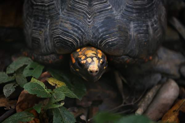 Senda Verde wildlife sanctuary in Bolivia