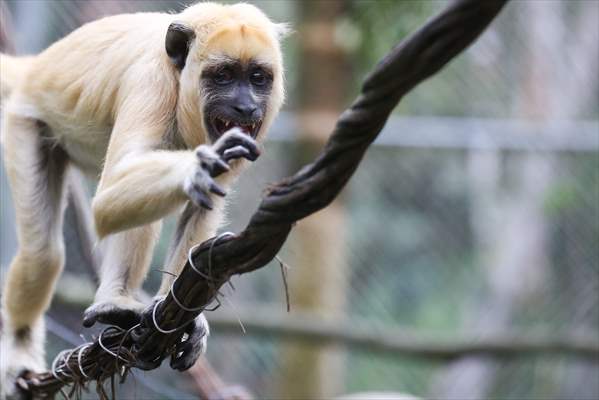 Senda Verde wildlife sanctuary in Bolivia