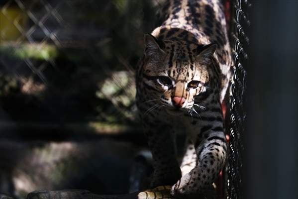 Senda Verde wildlife sanctuary in Bolivia