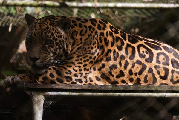 Senda Verde wildlife sanctuary in Bolivia